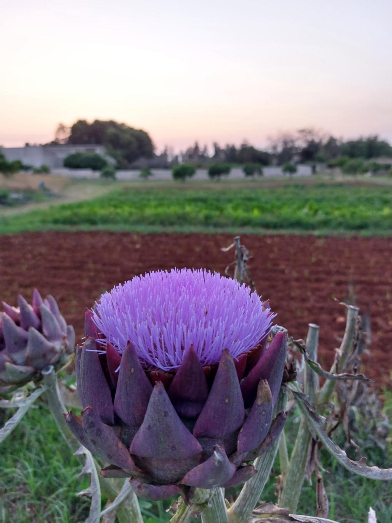 Masseria San Cosimo Carpignano Salentino Dış mekan fotoğraf